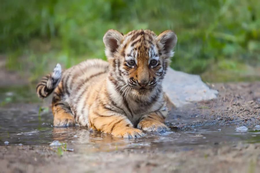 A tiger cub crouches in shallow water, one of the species WWF protects